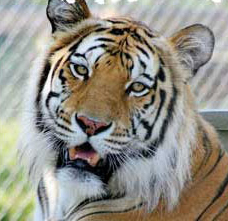 Bengal Tiger